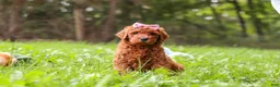 Goldendoodle dogs for sale: Sophie - Ad 3