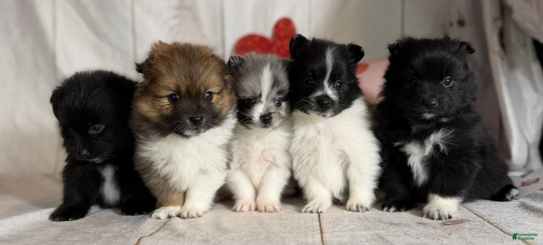 Pomeranian dogs for sale: Cupid blue eye  - Ad 9