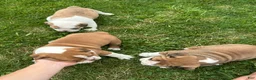 English Bulldog dogs for sale: Becca - Ad 17