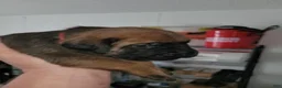 Mixed Breed dogs for sale: Mixed Breed 2 - Ad 8
