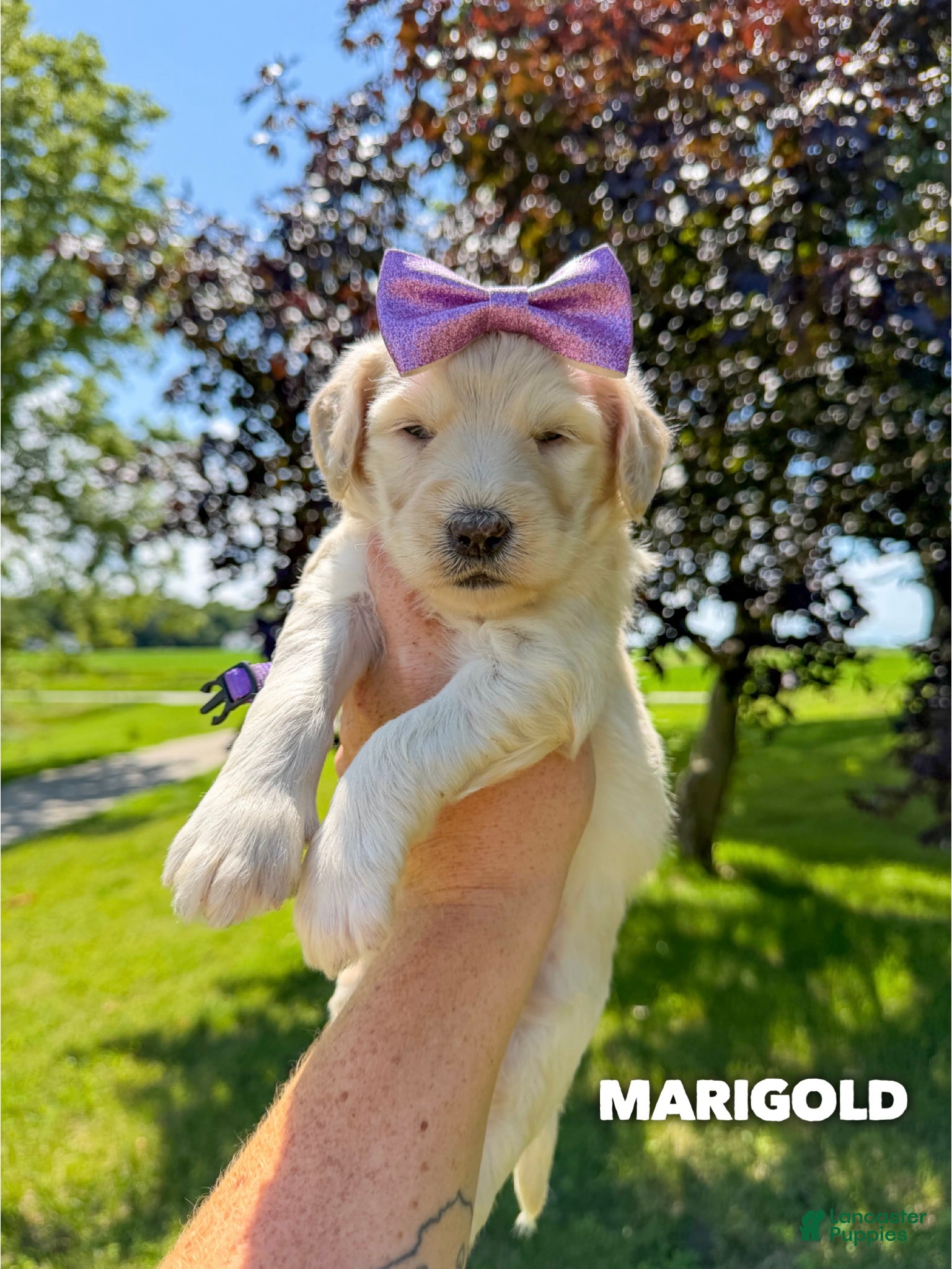 Goldendoodle dogs Marigold - F1b - Ad 2