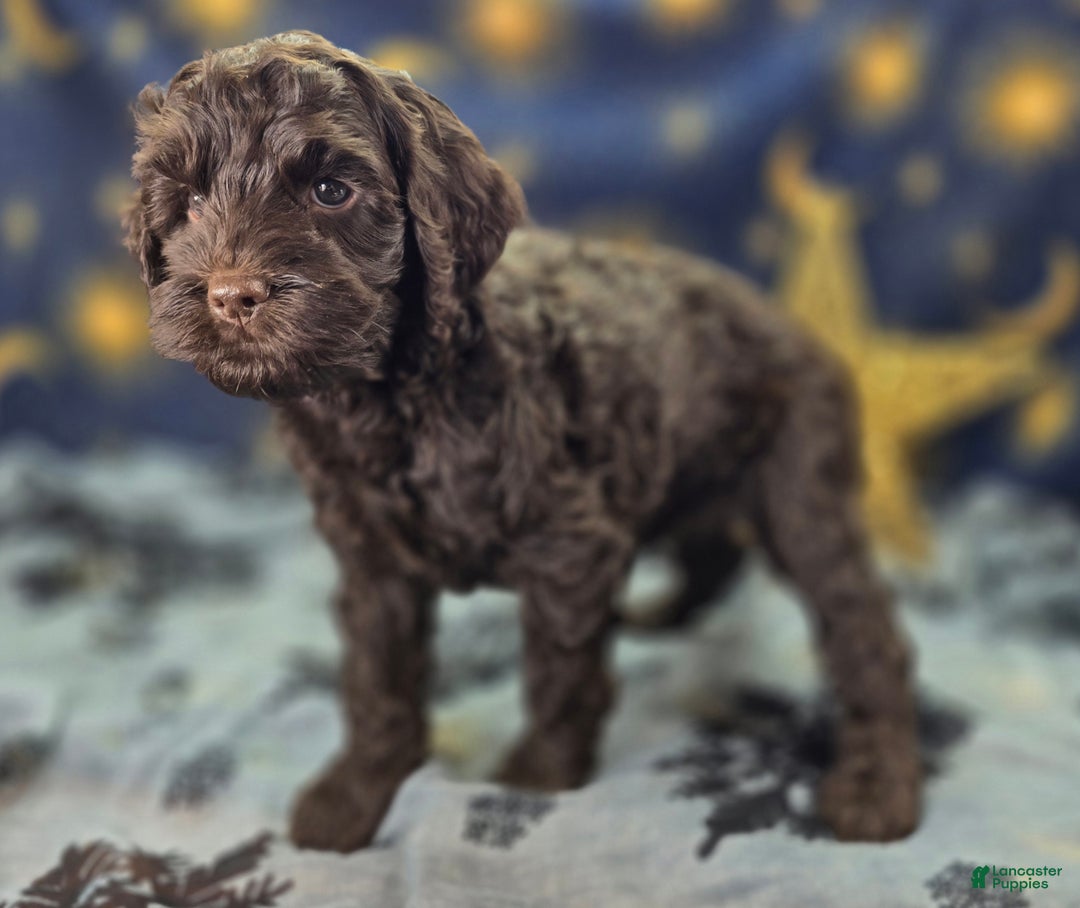 Cockapoo dogs for sale: Breeze - Ad 11