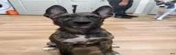 Mixed Breed dogs for sale: Mixed Breed 1 - Ad 4