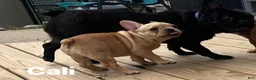 French Bulldog dogs for sale: CALI - Ad 3