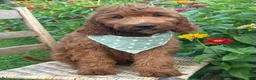 Irish Doodle dogs for sale: Franklin - Ad 17