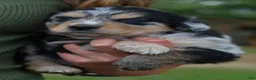 Mixed Breed dogs for sale: Cowboy 1 - Ad 4