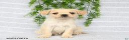 Mixed Breed dogs for sale: Tori - Ad 3
