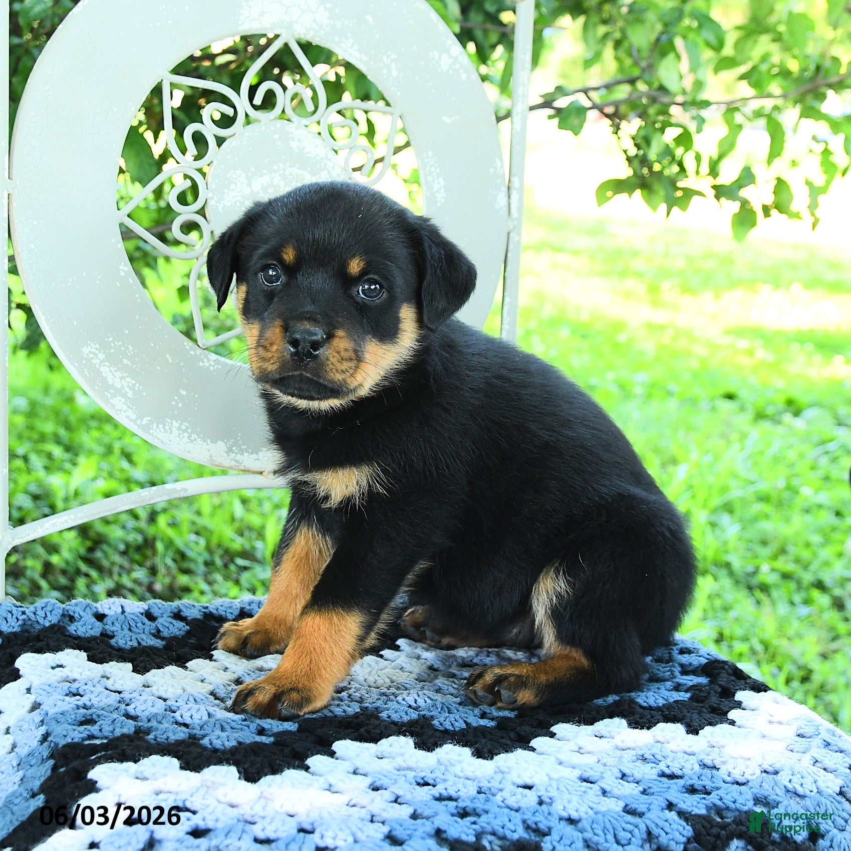 Rottweiler dogs for sale: Jade - Ad 3
