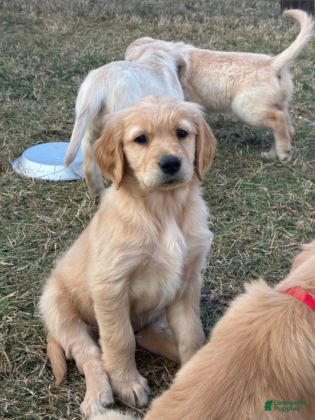 Golden Retriever dogs for sale: Pippa  - Ad 1
