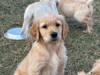 Golden Retriever dogs Pippa - Ad 23