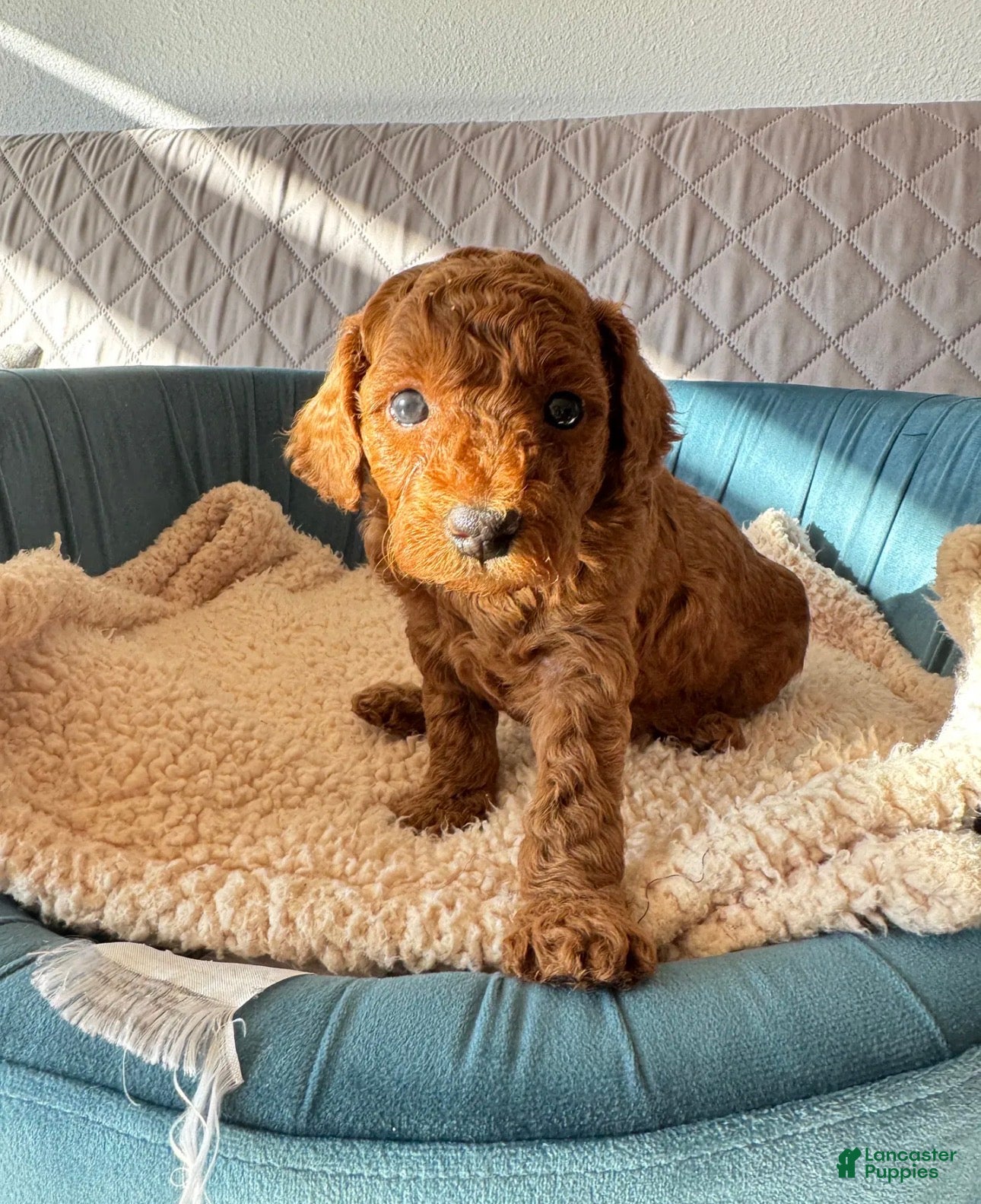 Toy Poodle dogs Archie - Ad 1