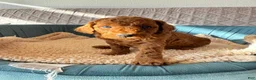 Toy Poodle dogs for sale: Archie - Ad 1