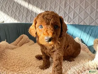 Toy Poodle dogs Archie - Ad 1