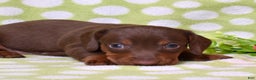 Miniature Dachshund dogs for sale: Wilbur  - Ad 1