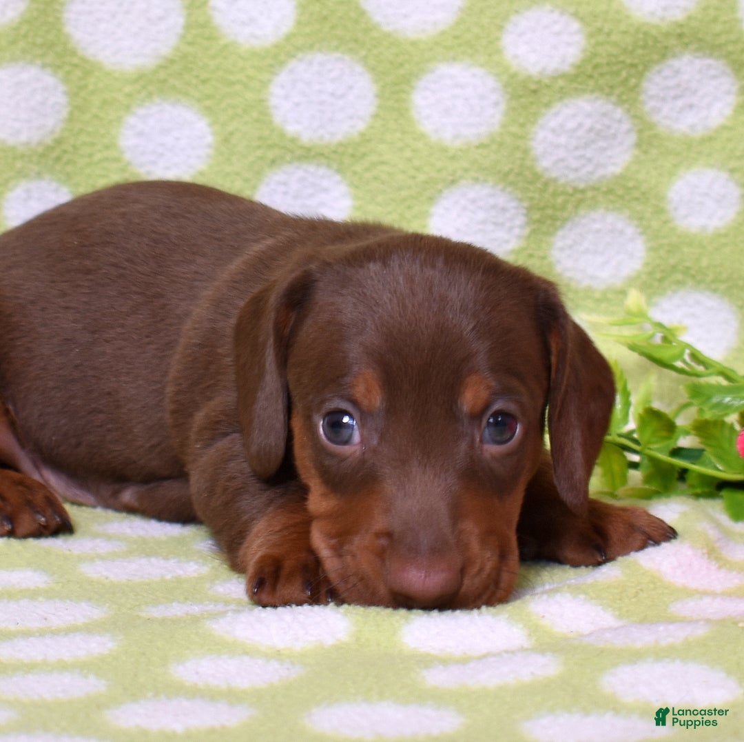 Miniature Dachshund dogs for sale: Wilbur  - Ad 1