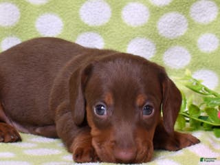 Miniature Dachshund dogs Wilbur - Ad 1