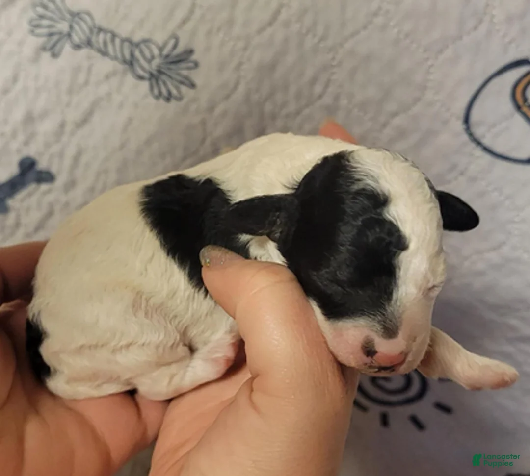 Goldendoodle dogs for sale: Daisy - Ad 3