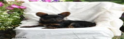 Yorkshire Terrier dogs for sale: Mousse - Ad 3