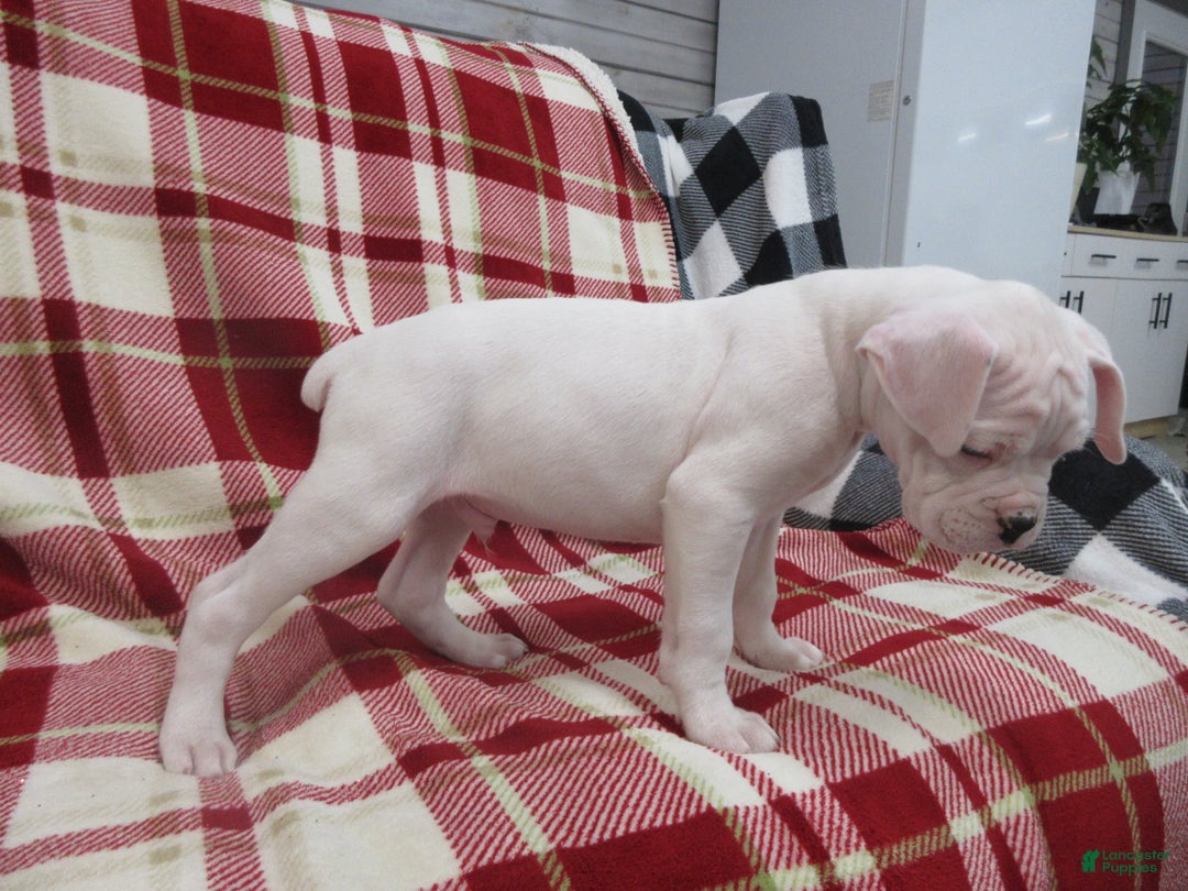 Boxer dogs for sale: Zion - Ad 5