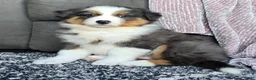 Australian Shepherd dogs for sale: Nash - Ad 8