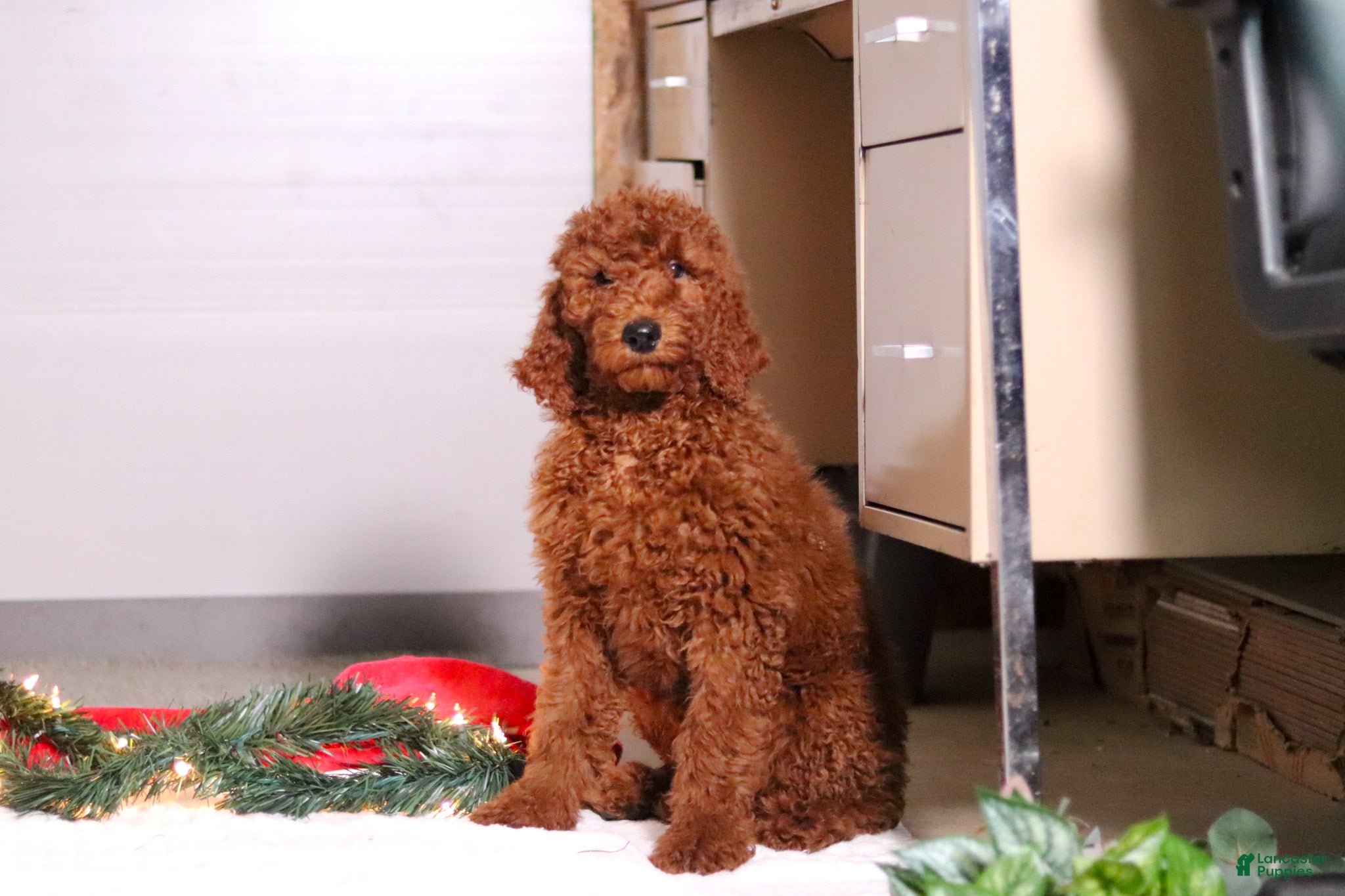 Standard Poodle dogs Blake AKC - Ad 38