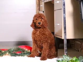 Standard Poodle dogs Blake AKC - Ad 41