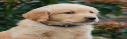 Golden Retriever dogs for sale: Milo  - Ad 2