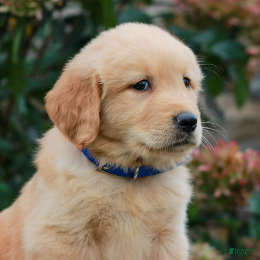 Golden Retriever dogs for sale: Milo  - Ad 2