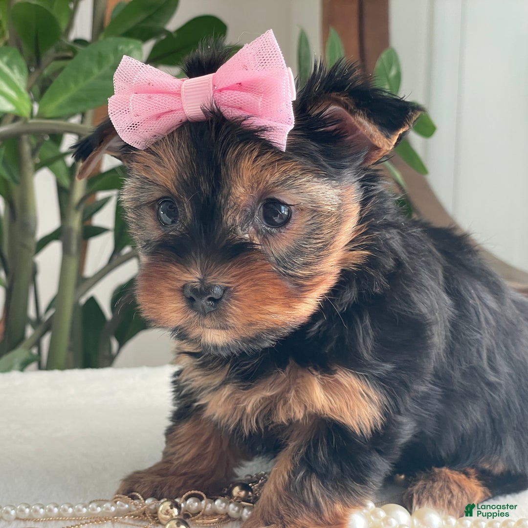 Yorkshire Terrier dogs for sale: Princess - Ad 2