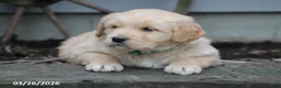Golden Retriever dogs for sale: Oliver - Ad 2