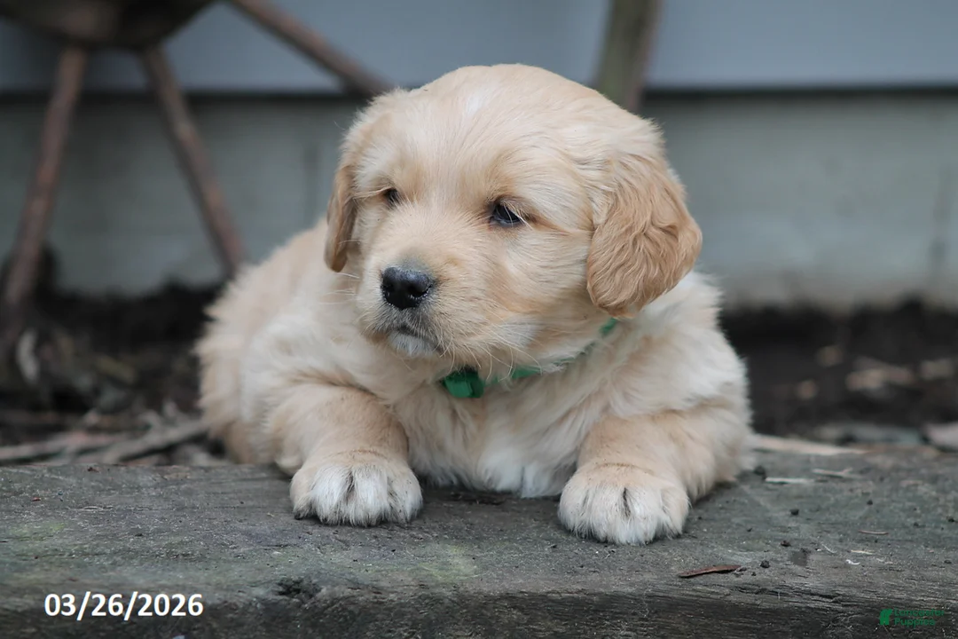 Golden Retriever dogs for sale: Oliver - Ad 2