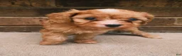 Cavapoo dogs for sale: Blondey - Ad 2