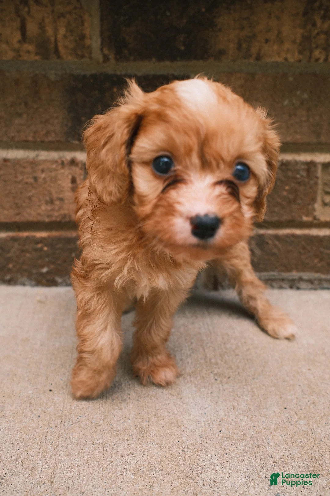 Cavapoo dogs for sale: Blondey - Ad 2