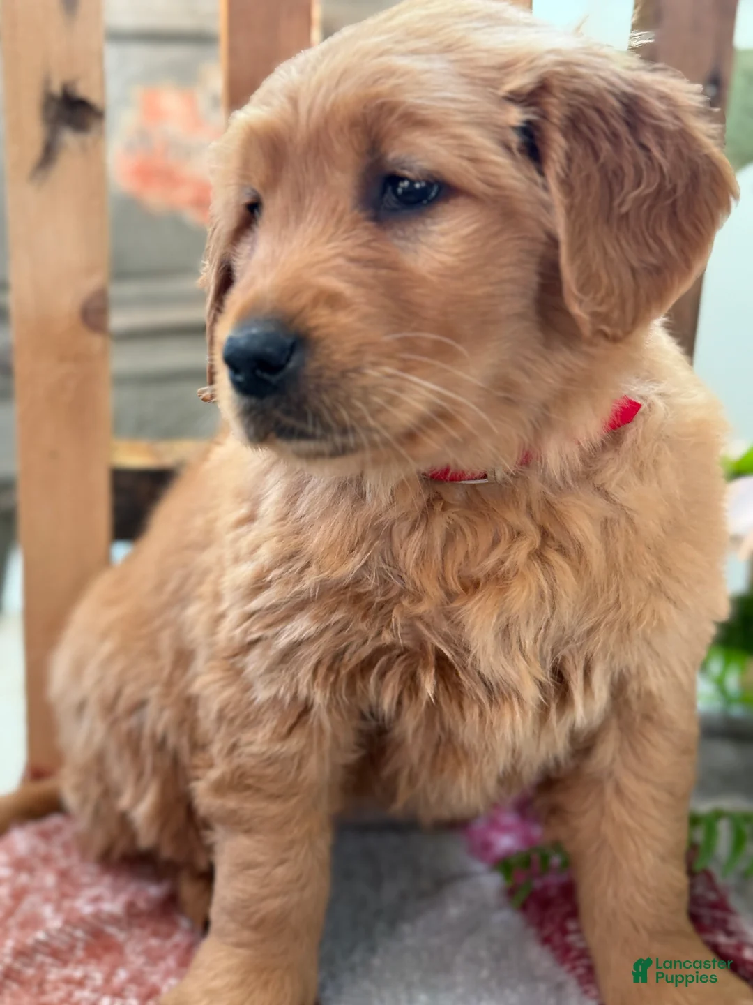 Golden Retriever dogs for sale: Ruby - Ad 14