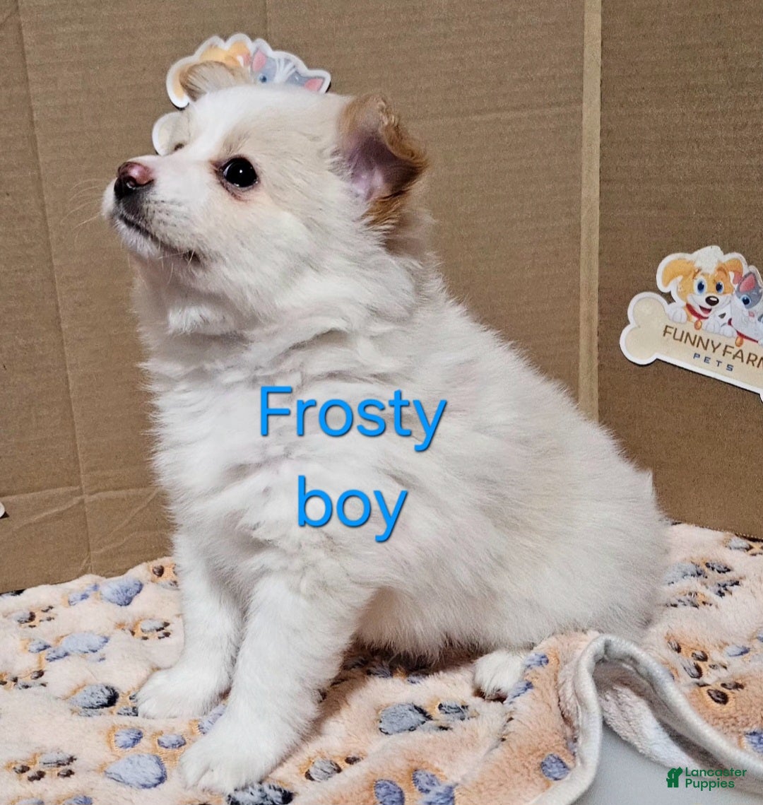 Mixed Breed dogs for sale: Aussiepom pup "Frosty" - Ad 1