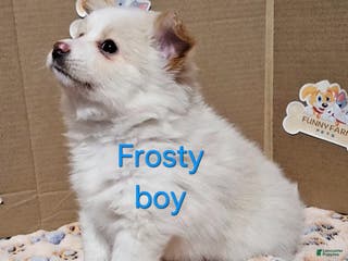 Mixed Breed dogs Aussiepom pup "Frosty" - Ad 25