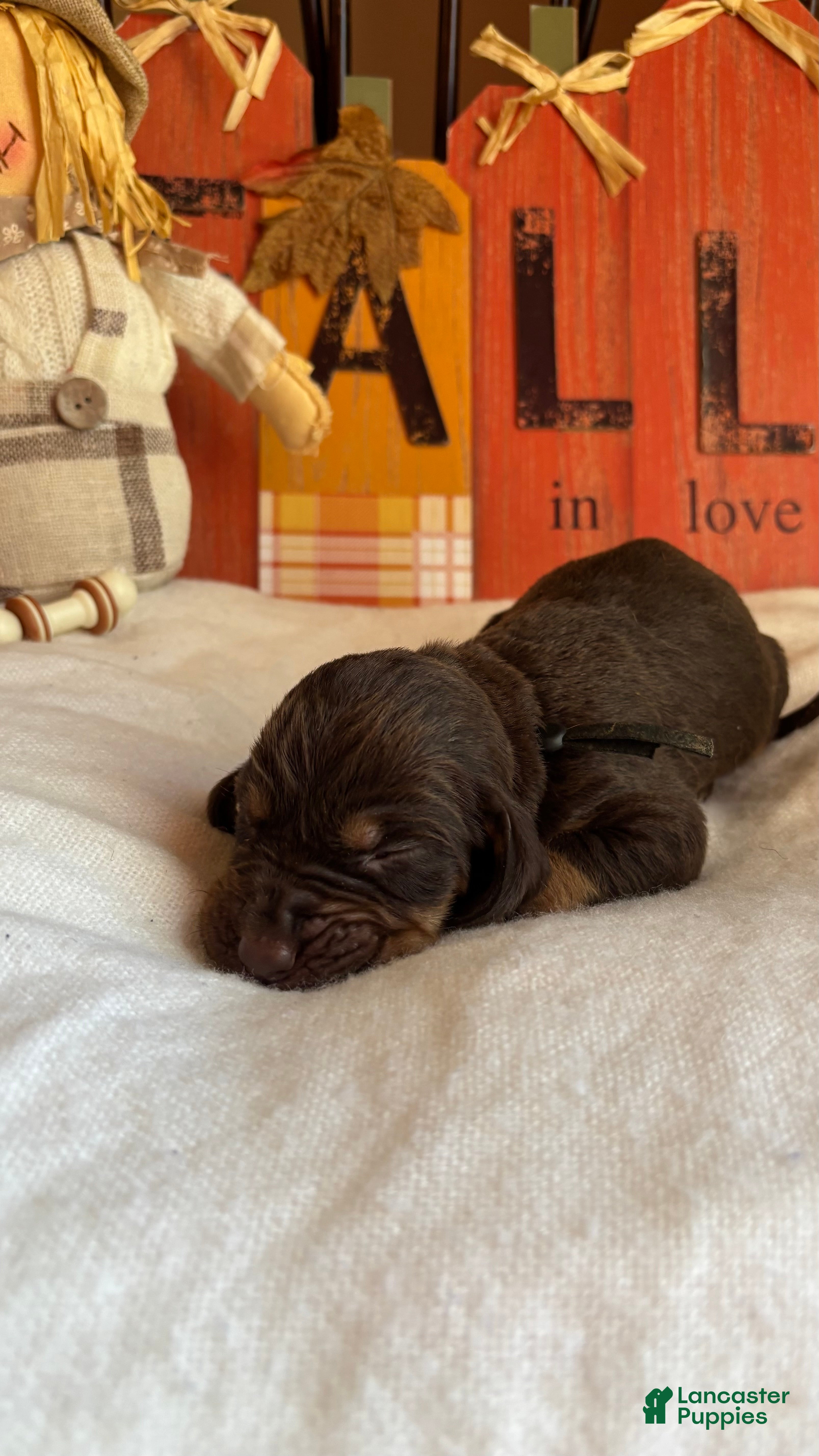 Bloodhound dogs Black collar male  - Ad 1