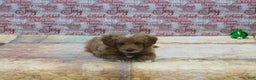 Goldendoodle dogs for sale: Mini Rex - Ad 7