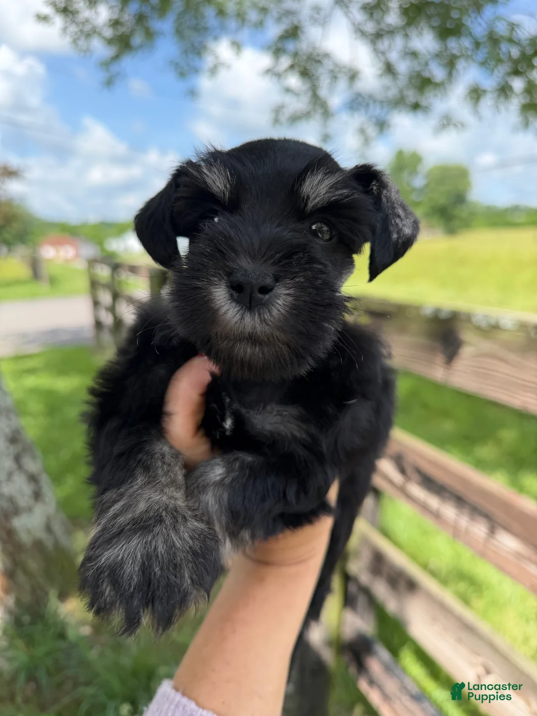 Miniature Schnauzer dogs for sale: Sarah  - Ad 2