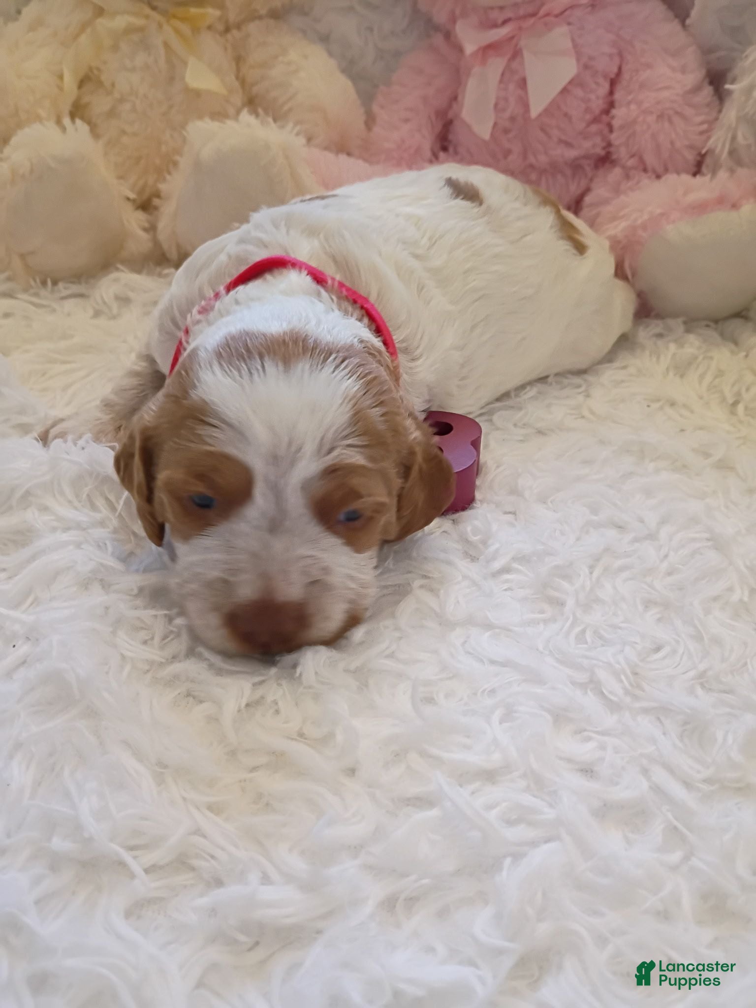 Brittany Spaniel dogs Brittany Spaniel 3 - Ad 1