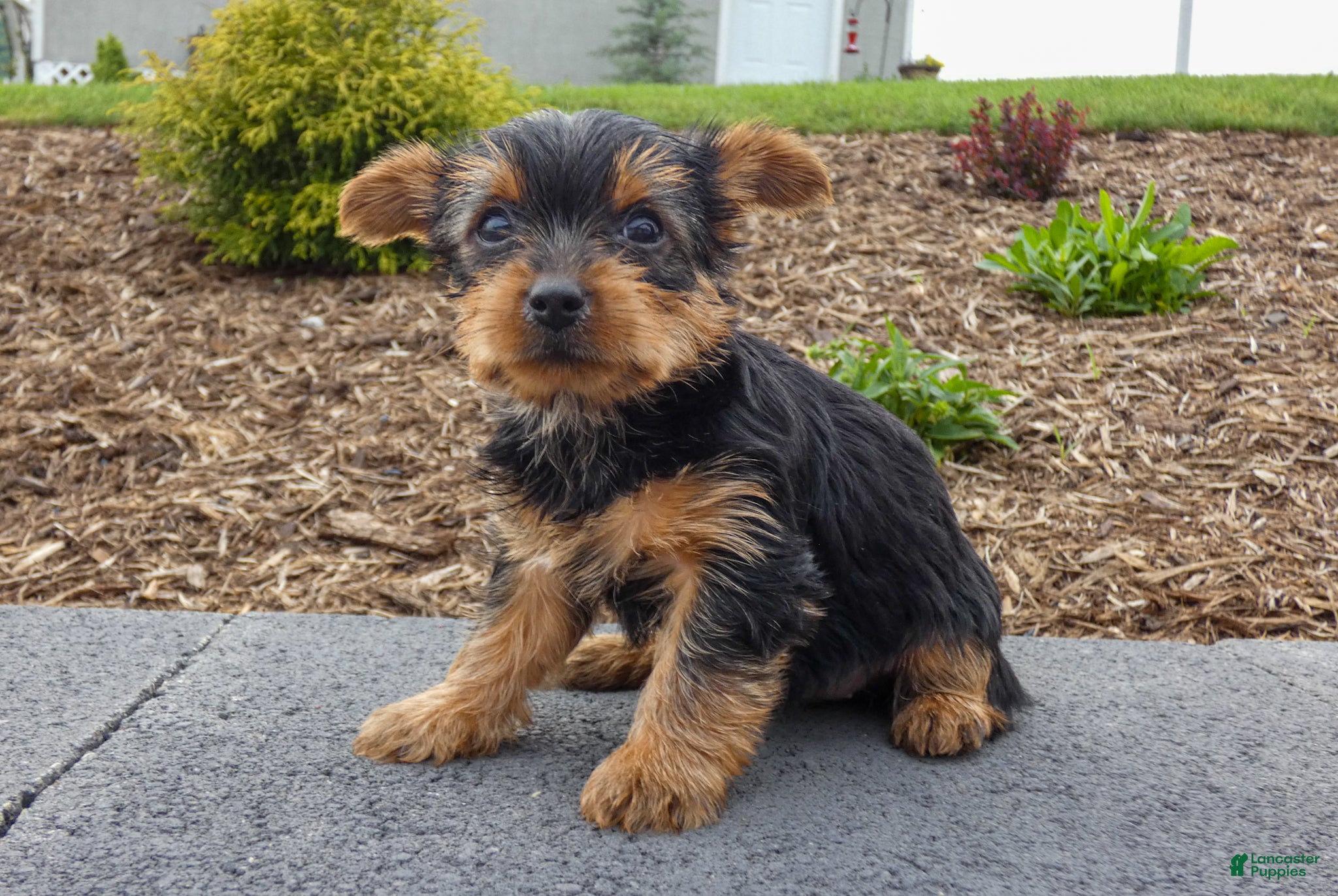Yorkshire Terrier dogs June - Ad 2