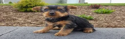 Yorkshire Terrier dogs for sale: June - Ad 2