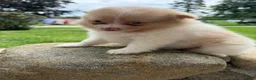 Pomeranian dogs for sale: Andy - Ad 9