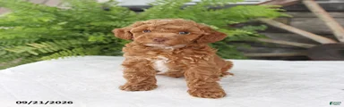Peter