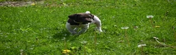 German Shorthaired Pointer dogs for sale: Brinley - Ad 10