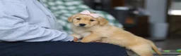 Golden Retriever dogs for sale: Cashey - Ad 4