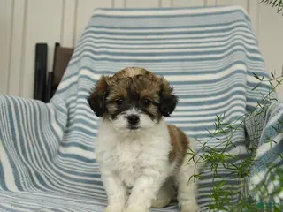 Shihpoo dogs for sale: Sandtart - Ad 2