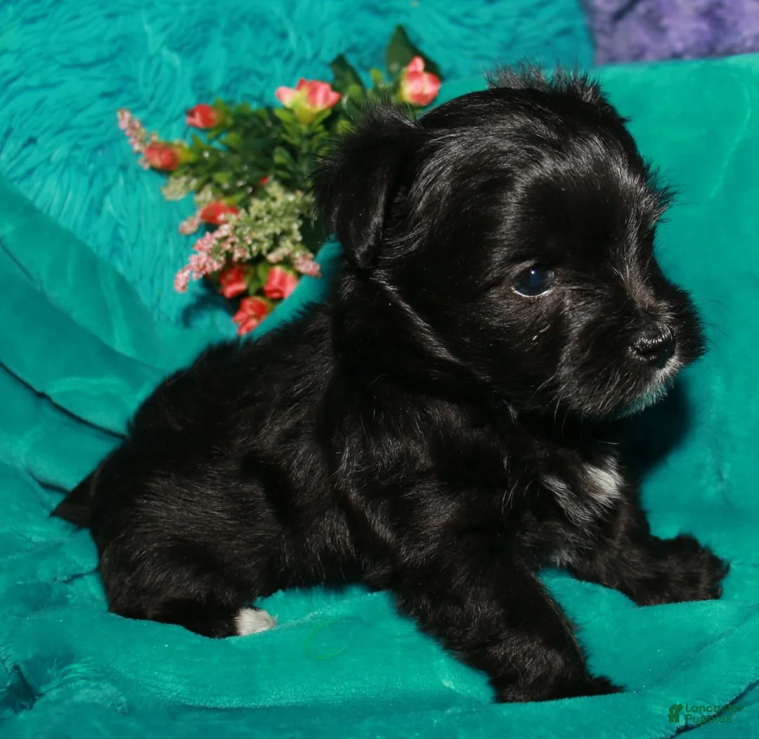 Morkie dogs for sale: Frank - Ad 7