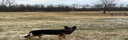 German Shepherd dogs for sale: Purple Collar Female  - Ad 3