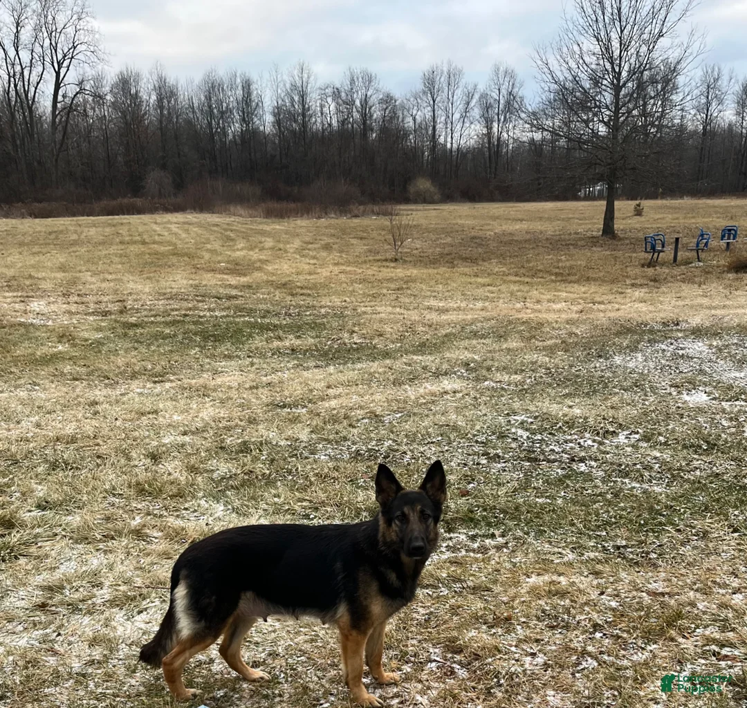 German Shepherd dogs for sale: Purple Collar Female  - Ad 3